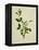 Chinese Botanical Illustration of an Arabian Jasmine-null-Framed Premier Image Canvas