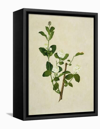 Chinese Botanical Illustration of an Arabian Jasmine-null-Framed Premier Image Canvas