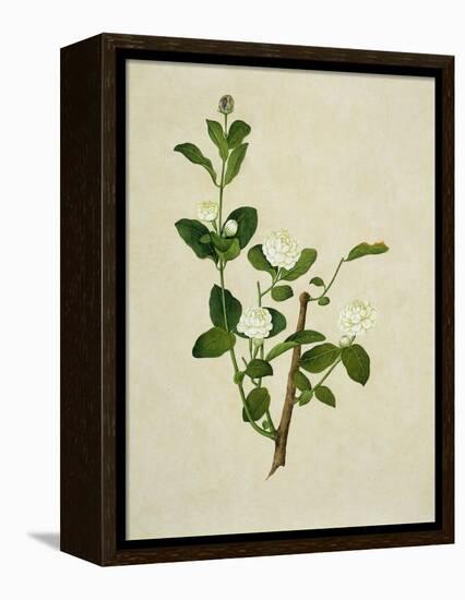 Chinese Botanical Illustration of an Arabian Jasmine-null-Framed Premier Image Canvas