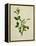 Chinese Botanical Illustration of an Arabian Jasmine-null-Framed Premier Image Canvas