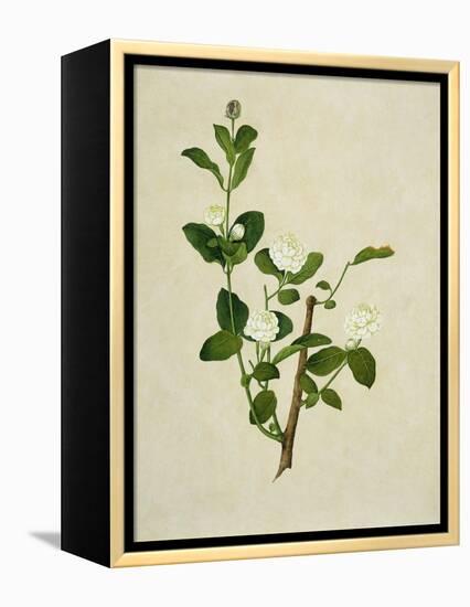 Chinese Botanical Illustration of an Arabian Jasmine-null-Framed Premier Image Canvas