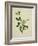 Chinese Botanical Illustration of an Arabian Jasmine-null-Framed Giclee Print