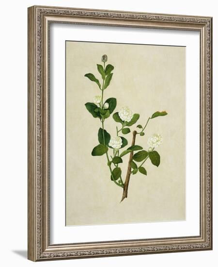 Chinese Botanical Illustration of an Arabian Jasmine-null-Framed Giclee Print