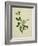 Chinese Botanical Illustration of an Arabian Jasmine-null-Framed Giclee Print