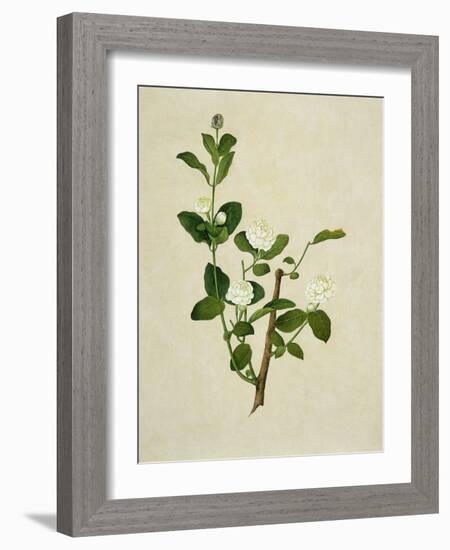 Chinese Botanical Illustration of an Arabian Jasmine-null-Framed Giclee Print