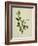 Chinese Botanical Illustration of an Arabian Jasmine-null-Framed Giclee Print