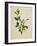 Chinese Botanical Illustration of an Arabian Jasmine-null-Framed Giclee Print