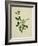 Chinese Botanical Illustration of an Arabian Jasmine-null-Framed Giclee Print