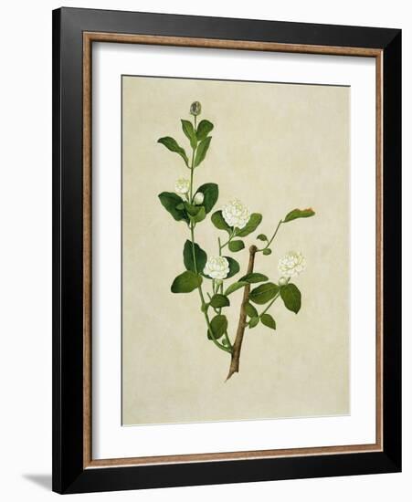 Chinese Botanical Illustration of an Arabian Jasmine-null-Framed Giclee Print