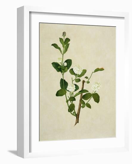 Chinese Botanical Illustration of an Arabian Jasmine-null-Framed Giclee Print