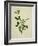 Chinese Botanical Illustration of an Arabian Jasmine-null-Framed Giclee Print