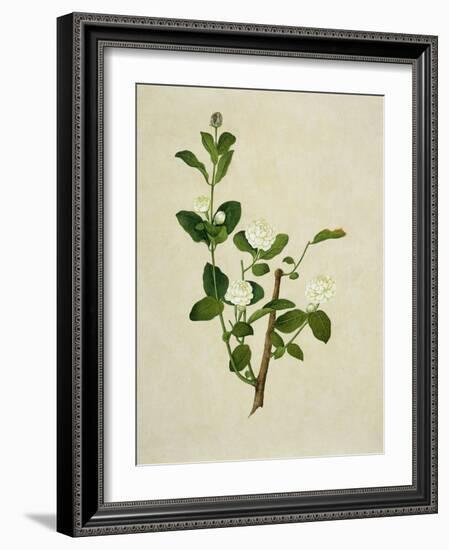 Chinese Botanical Illustration of an Arabian Jasmine-null-Framed Giclee Print