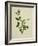 Chinese Botanical Illustration of an Arabian Jasmine-null-Framed Giclee Print