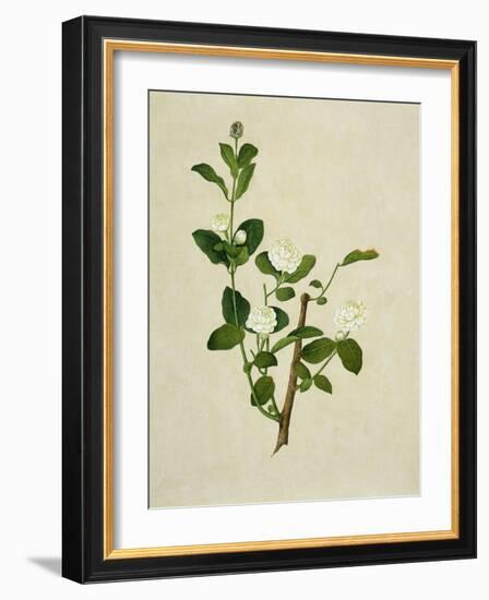 Chinese Botanical Illustration of an Arabian Jasmine-null-Framed Giclee Print