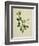 Chinese Botanical Illustration of an Arabian Jasmine-null-Framed Giclee Print