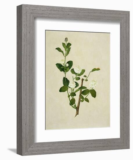 Chinese Botanical Illustration of an Arabian Jasmine-null-Framed Giclee Print