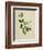 Chinese Botanical Illustration of an Arabian Jasmine-null-Framed Giclee Print