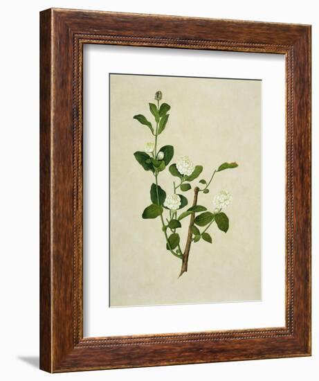 Chinese Botanical Illustration of an Arabian Jasmine-null-Framed Giclee Print