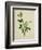 Chinese Botanical Illustration of an Arabian Jasmine-null-Framed Giclee Print