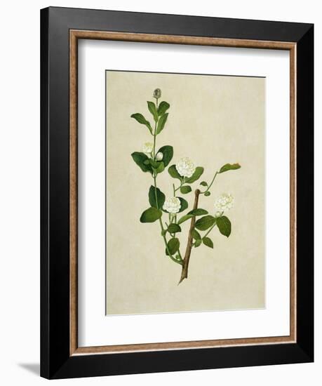 Chinese Botanical Illustration of an Arabian Jasmine-null-Framed Giclee Print