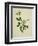 Chinese Botanical Illustration of an Arabian Jasmine-null-Framed Giclee Print