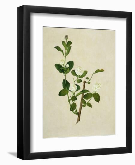 Chinese Botanical Illustration of an Arabian Jasmine-null-Framed Giclee Print