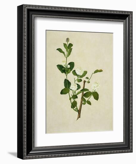 Chinese Botanical Illustration of an Arabian Jasmine--Framed Giclee Print