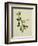 Chinese Botanical Illustration of an Arabian Jasmine-null-Framed Giclee Print