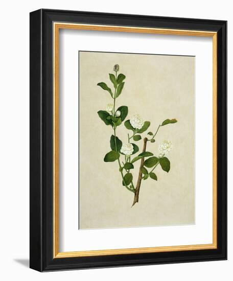 Chinese Botanical Illustration of an Arabian Jasmine-null-Framed Giclee Print