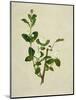 Chinese Botanical Illustration of an Arabian Jasmine-null-Mounted Premium Giclee Print