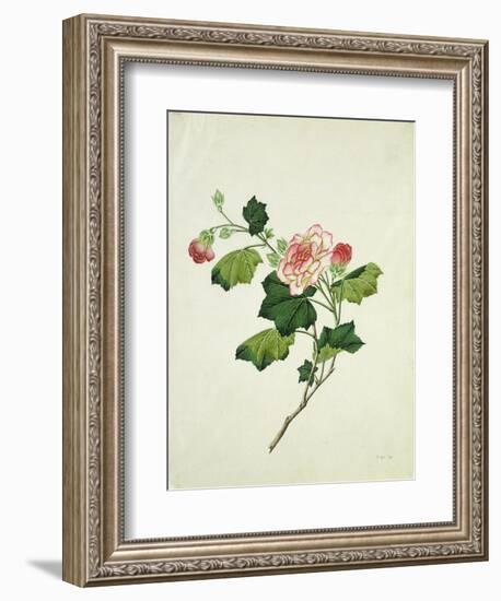 Chinese Botanical Illustration of Chinese Mallow--Framed Giclee Print