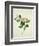 Chinese Botanical Illustration of Chinese Mallow-null-Framed Giclee Print