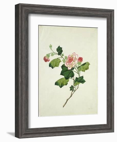 Chinese Botanical Illustration of Chinese Mallow--Framed Giclee Print