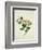 Chinese Botanical Illustration of Chinese Mallow-null-Framed Giclee Print