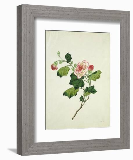 Chinese Botanical Illustration of Chinese Mallow-null-Framed Giclee Print