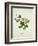 Chinese Botanical Illustration of Chinese Mallow-null-Framed Giclee Print