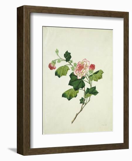 Chinese Botanical Illustration of Chinese Mallow-null-Framed Giclee Print