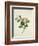 Chinese Botanical Illustration of Chinese Mallow-null-Framed Giclee Print