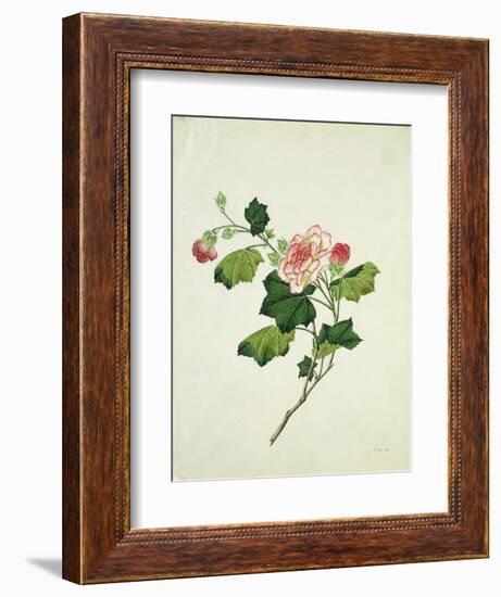 Chinese Botanical Illustration of Chinese Mallow-null-Framed Giclee Print