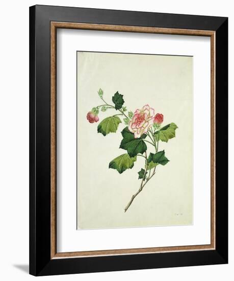 Chinese Botanical Illustration of Chinese Mallow--Framed Giclee Print