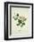 Chinese Botanical Illustration of Chinese Mallow-null-Framed Giclee Print