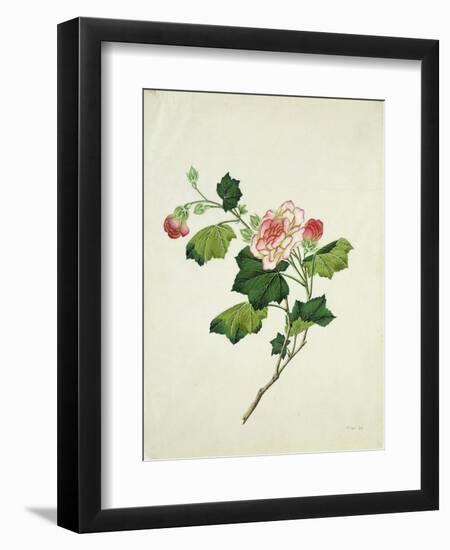 Chinese Botanical Illustration of Chinese Mallow-null-Framed Giclee Print