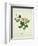 Chinese Botanical Illustration of Chinese Mallow-null-Framed Giclee Print