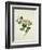 Chinese Botanical Illustration of Chinese Mallow-null-Framed Giclee Print