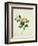 Chinese Botanical Illustration of Chinese Mallow-null-Framed Giclee Print