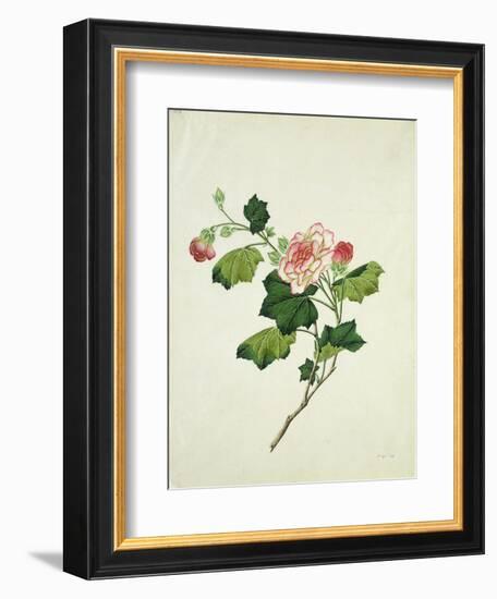 Chinese Botanical Illustration of Chinese Mallow-null-Framed Giclee Print