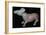 Chinese Bronze Tapir-like animal. Artist: Unknown-Unknown-Framed Giclee Print