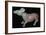 Chinese Bronze Tapir-like animal. Artist: Unknown-Unknown-Framed Giclee Print