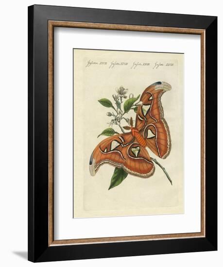 Chinese Butterflies-null-Framed Giclee Print