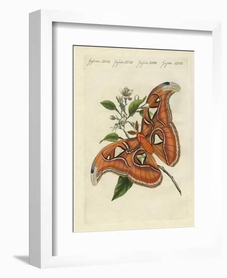 Chinese Butterflies-null-Framed Giclee Print